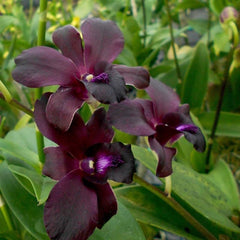 Dendrobium Black Pearl