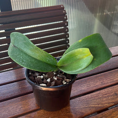 Phalaenopsis 'Leda' (Phalaenopsis amabilis × Phalaenopsis stuartiana)