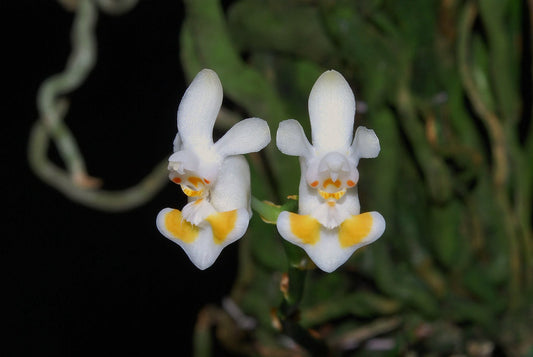 Phalaenopsis gibbosa (Species Flask - Conical) ex Taiwan