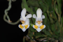 Phalaenopsis gibbosa (Species Flask - Conical) ex Taiwan