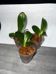 Phalaenopsis Joy Spring Canary 'Gold' (Mericlone)