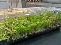 Coelogyne marmorata (Species Flask - Plastic Bottle) ex Thailand