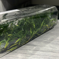 Vanda flabellata FLASK (35+ plants)