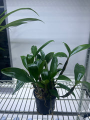 Dendrobium farmeri f. Pink (FRAGRANT SPECIES)