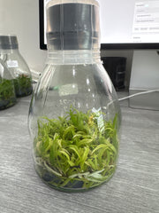 Cattleya tenuis (Flask - Conical, ex Taiwan)