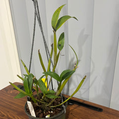 Dendrobium rhodostictum (RARE PNG SPECIES)