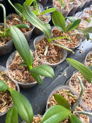 Phalaenopsis equestris (Species)