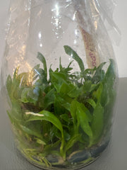 Cattleya lueddemanniana coerulea x sib (Henrique Blue-Mariauxi x #12 coerulea-coerulea flamea) (Species Flask - Conical) ex Taiwan