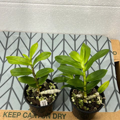 Pair of 2 Dendrobium Species (RARE)