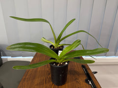 Paphiopedilum Booth's Sand Lady (Lady Isabel x sanderianum)