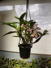 Dendrobium farmeri (pink form) FLOWERING PLANTS