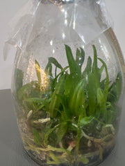 Broughtonia negrilensis (f. semialba x f. tipo) (Species Flask - Conical) ex Taiwan