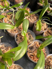 Phalaenopsis equestris (Species)