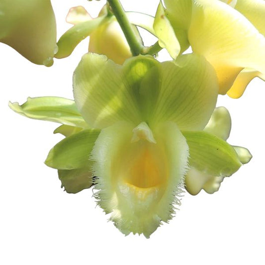 Clowesetum Wyche's Bumble Bee