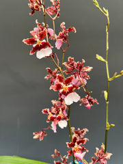 (In spike now) Oncidium Ruth's Rainbow 'Over the Rainbow' (Sphacetante x sotoanum)