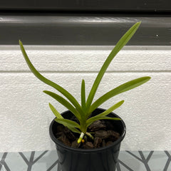 Vanda tricolor (Species)