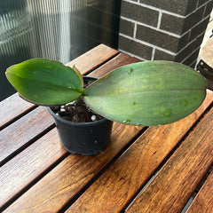 Phalaenopsis Danie Olson (Phalaenopsis stuartiana × Phalaenopsis Joshua Irwin Ginsberg)