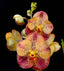 Vanda Sanchai Gold Spots 'No. 9'