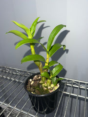 Dendrobium sanderae var. major