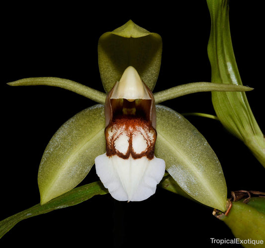 Coelogyne septemcostata (Species Flask - Plastic Bottle) ex Thailand