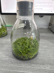 Cattleya schilleriana var. coerulea (Flask - Conical, ex Taiwan)