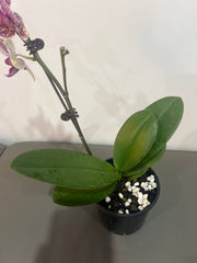Phalaenopsis Lioulin Wild Cat (In Flower)