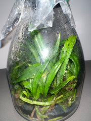 Cattleya lueddemanniana (flamea 吻痕 x (Ken + Frances)) (Species Flask - Conical) ex Taiwan