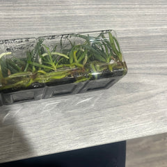 Aerides Inflexa SPECIES FLASK (30+ Plants)