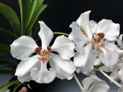 Vanda (barnesii x cristata)