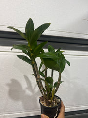 DendrobiumThyrsiflorum