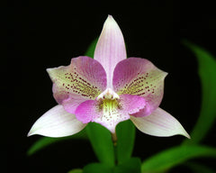 Caulocattleya Chantilly Lace 'Twinkle'