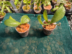 Phalaenopsis LD's Bear Queen ‘LW680’ (Mericlone)