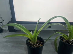 Paph. rothschildianum (Chia Yi SM/TPS x ‘Mont Millais’ FCC/RHS/AOS)