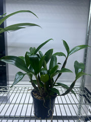 Dendrobium farmeri f. Pink (FRAGRANT SPECIES)