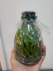 Dendrobium nobile f. cooksonianum (Species Flask - Conical) ex Taiwan