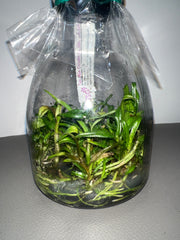 Dendrobium lowii (Species Flask - Conical) ex Taiwan