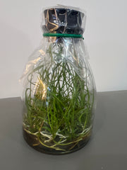 Brassavola cucullata, reddish flowers x sib (Species Flask - Conical) ex Taiwan