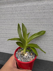 Monnierara Millennium Magic 'Witchcraft' (BLACK ORCHID)