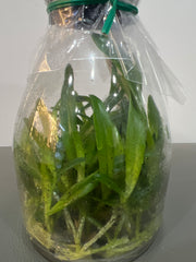 Cattleya eldorado f. semialba fantasia 'Rafaela' FS10180 (MC) (Hybrid Flask - Conical) ex Taiwan