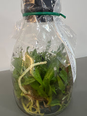 Cattleya lueddemanniana f. rubra (BV Pincelada-Rubra x Sarita-Yamileth) (Species Flask - Conical) ex Taiwan