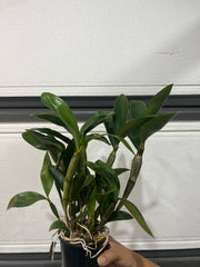 Dendrobium Guibertii