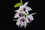 Dendrobium Anosmum Alba x Var. Semi Alba (Fragrant)