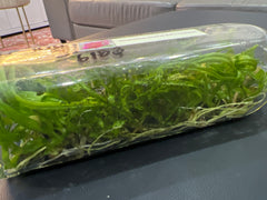 Dendrobium (Orawan Red x Thailand) (Hybrid Flask - Whiskey Bottle) ex Thailand