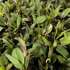 Cattleya schilleriana (BR Orquideas x Guarapari-coerulea)