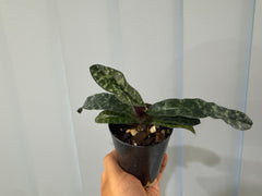 Paphiopedilum vietnamense ('Dark Force' x 'Cyclopse')