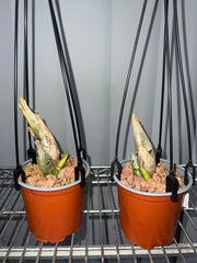 Fdk. After Dark S.V.O. Black Pearl (RARE VARIETY)