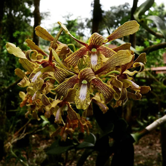 Dendrobium Robustum (Antelope)