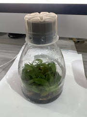 Paph. hirsutissimum var. album (syn. P. esquirolei) (FLASK, ex Taiwan)