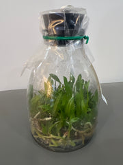 Broughtonia negrilensis (f. semialba x f. tipo) (Species Flask - Conical) ex Taiwan