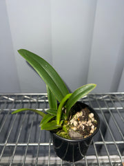 Laelia perrinii (Species from Brazil)